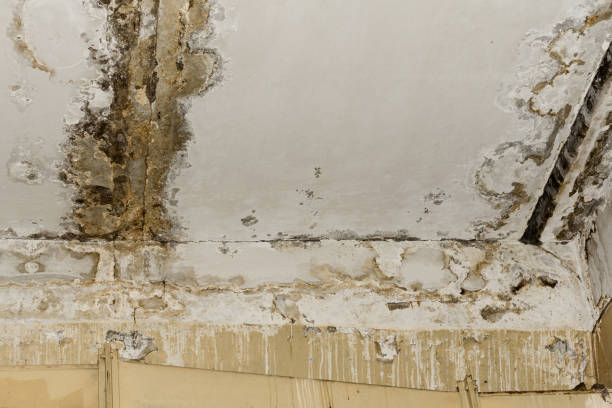 Best Mold Removal for HVAC Installations  in Hasbrouck Heights, NJ