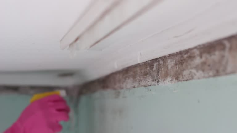 Best Mold Prevention Services  in Hasbrouck Heights, NJ